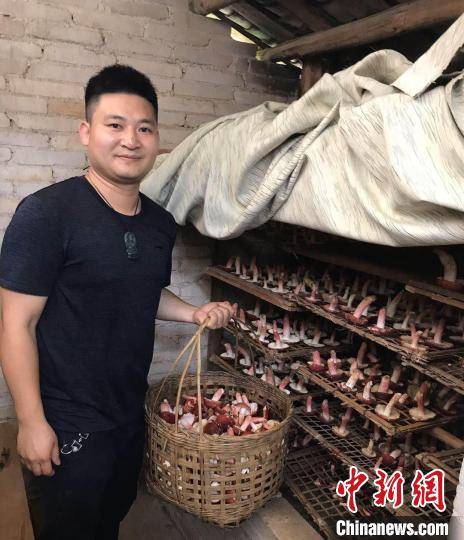 链接东盟大市场 红菌撑起广西藤县山乡“致富伞”