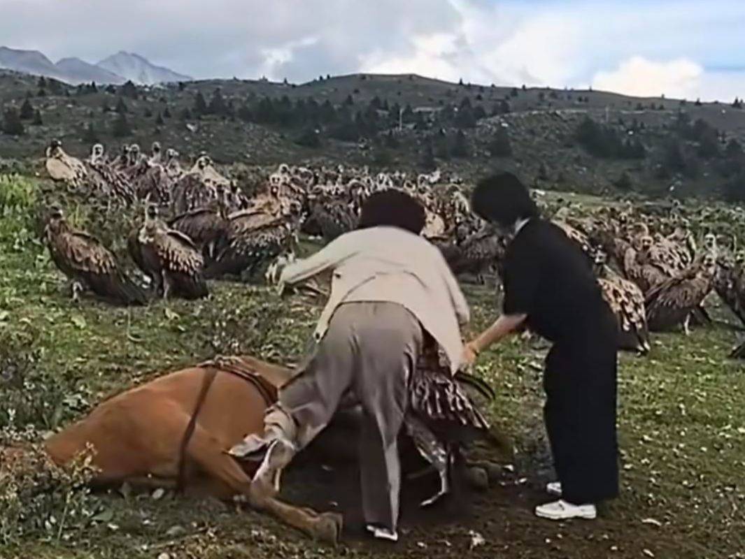 “人鸟大战”视频火了！网友称有人驱赶分食马匹尸体的秃鹫，媒体：完全没道理